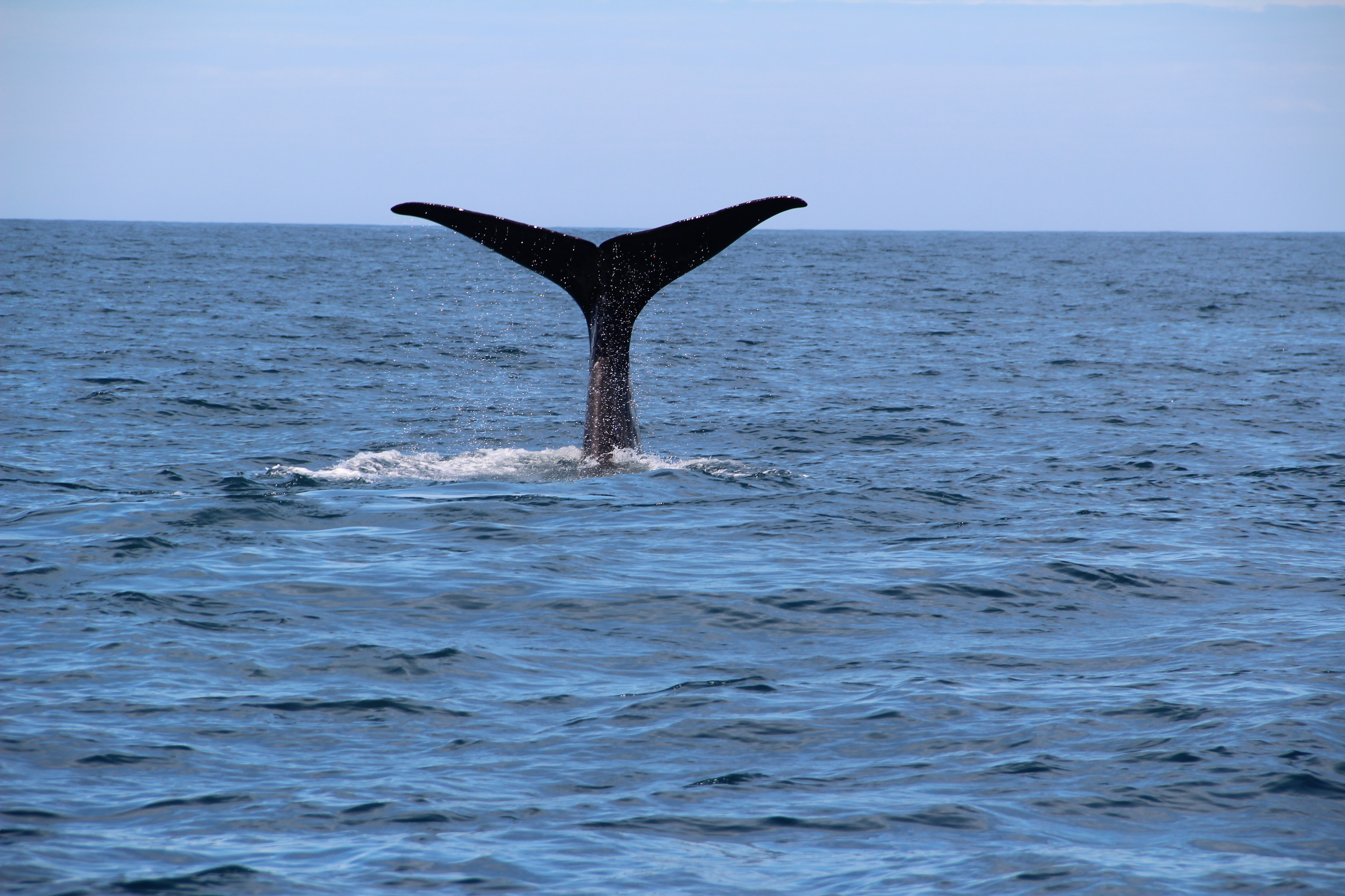 Kaikoura